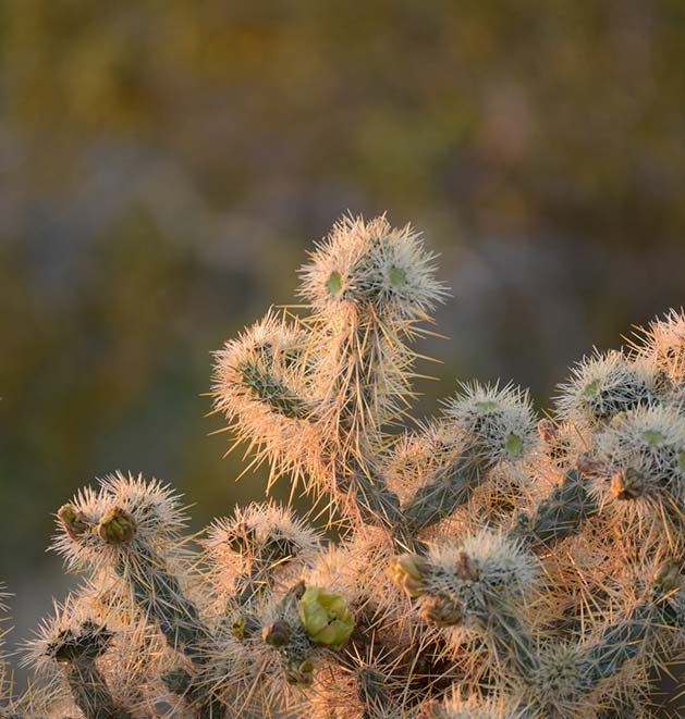 Anza-Borrego Desert State Park